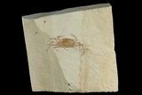 Miocene Pea Crab (Pinnixa) Fossil - California #177044-1